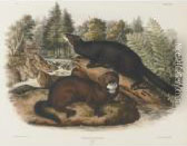 Mink And Canada-otter, Male (plates Xxxiii And Cxxii) Oil Painting - John James Audubon