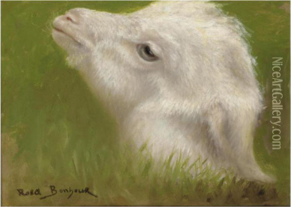 Head Of A Lamb Oil Painting - Rosa Bonheur