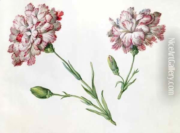 Carnations Oil Painting - Claude Aubriet