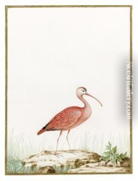 Scarlet Ibis Oil Painting - Nicolas Robert