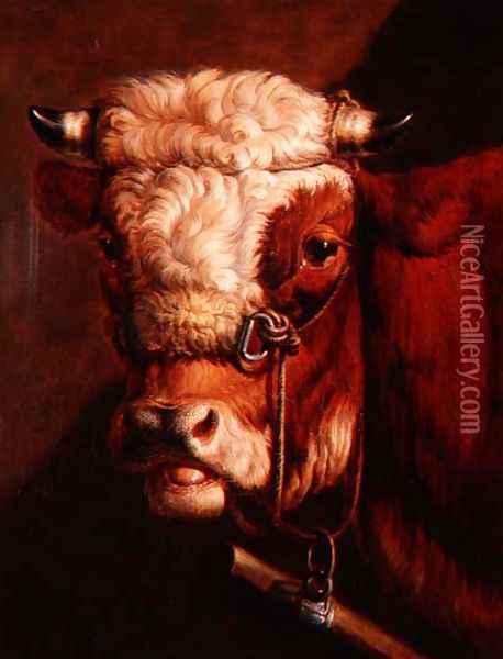 Portrait of a Bull's Head Oil Painting - Thomas Sidney Cooper