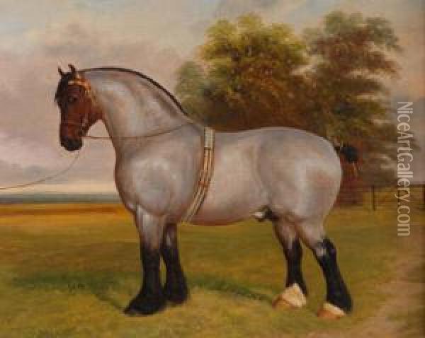 Shire Horsewith Bridle Standing In A Field Oil Painting - Herbert Jones