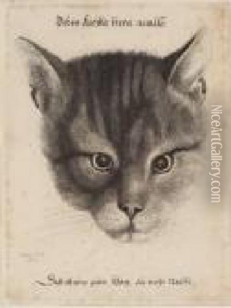 [the Large Cat's Head] Oil Painting - Wenceslaus Hollar