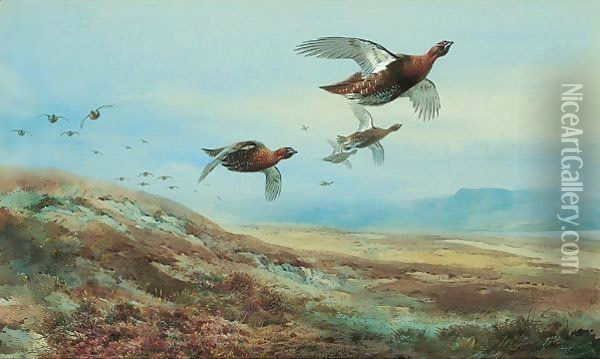 Grouse Over The Moor Oil Painting - Archibald Thorburn