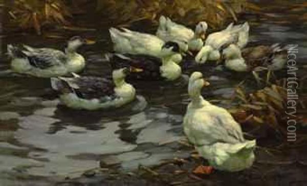 Ducks In The Evening Sun Oil Painting - Alexander Max Koester