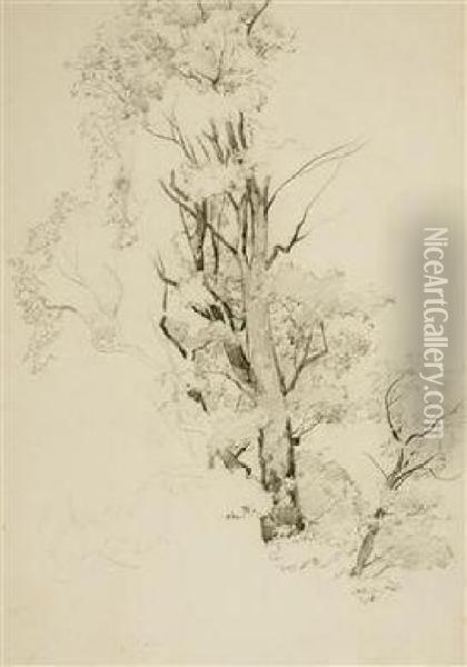 A Study Of A Tree Oil Painting - Maximilian Haushofer