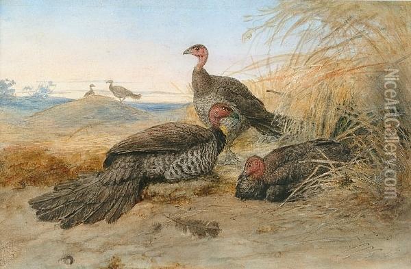 Wild Turkey Oil Painting - Newton Fielding
