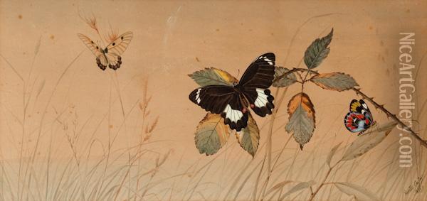 Butterflies Oil Painting - Neville Henry P. Cayley