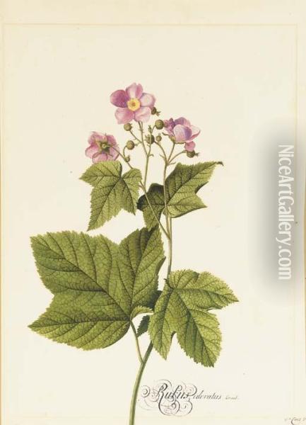 Rubus Odoratus Oil Painting - Georg Dionysius Ehret
