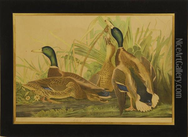 Mallard Duck Oil Painting - Julius Bien