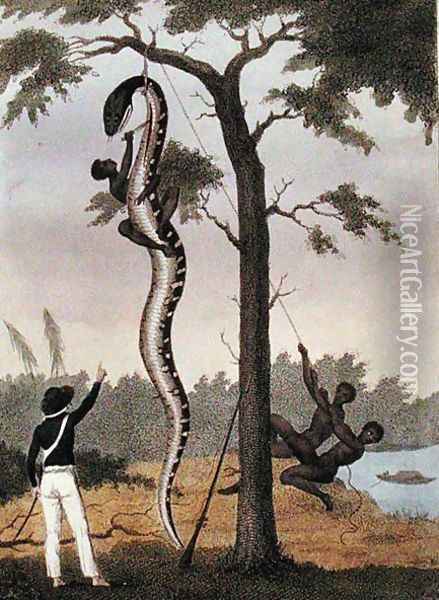 The skinning of the Aboma snake, shot by Captain Stedman, from Narrative of a Five Years Expedition Against the Revolted Negroes of Surinam 1772-77, published 1813 Oil Painting - John Gabriel Stedman