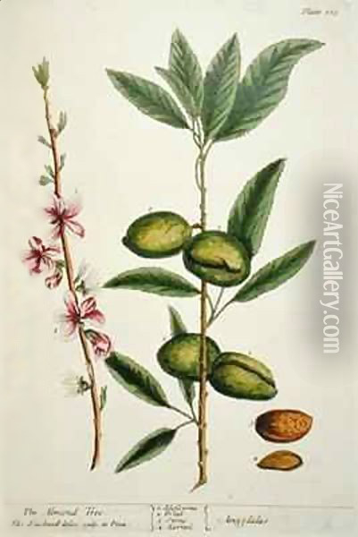 The Almond Tree, plate 105 from 'A Curious Herbal' Oil Painting - Elizabeth Blackwell