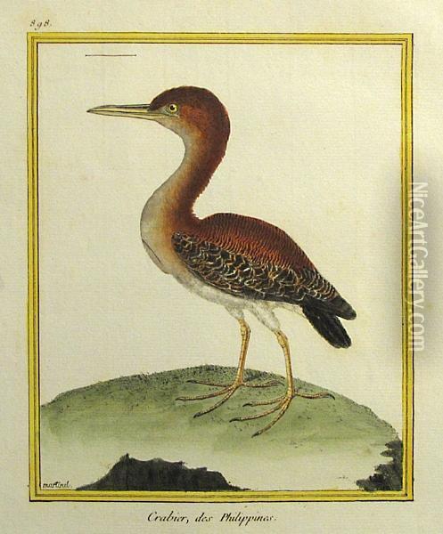 Histoire Naturelle Des Oiseaux Oil Painting - Francois Nicolas Martinet