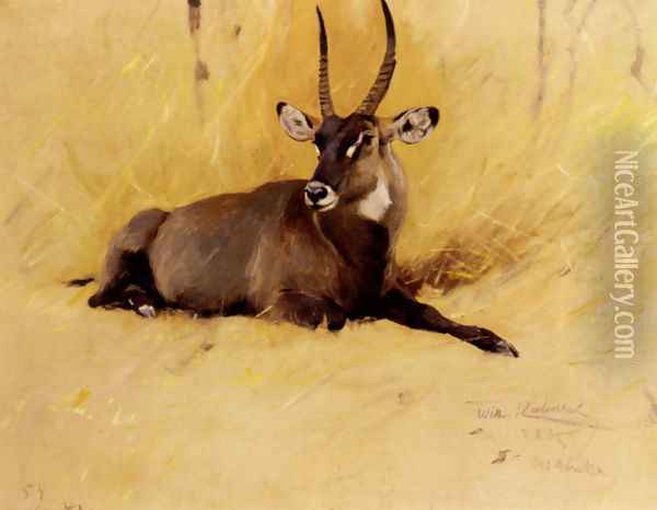 A Common Waterbuck Oil Painting - Wilhelm Kuhnert