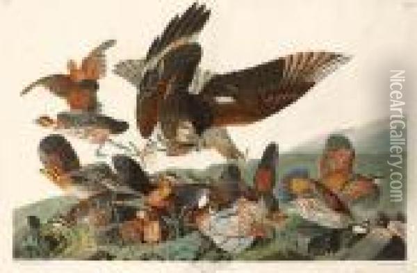 Virginian Partridge Oil Painting - Robert Ii Havell