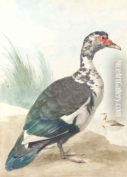 A West Indian goose by a pond Oil Painting - Aert Schouman