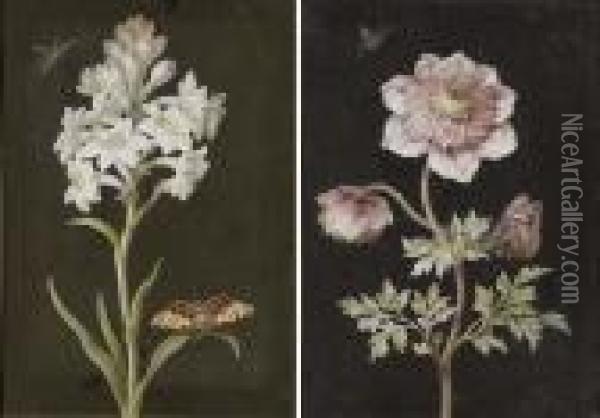 A Hyacinth With A Moth; And A Scabious With A Painted Lady Oil Painting - Barbara Regina Dietzsch