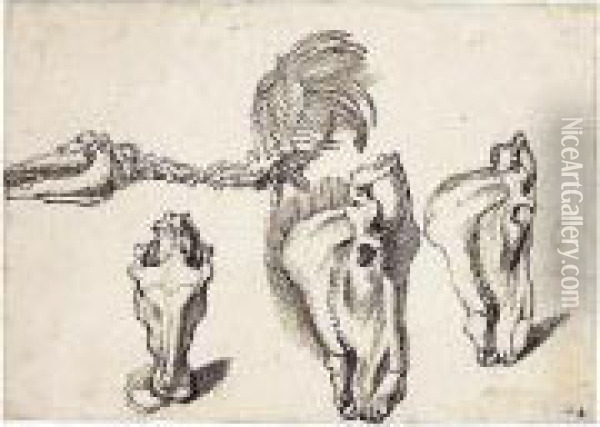 Studies Of The Skeleton And Skull Of A Horse Oil Painting - Sinibaldo Scorza