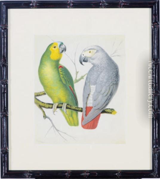 The Illustrated Book Of Canaries And Cage-birds Oil Painting - William Rutledge