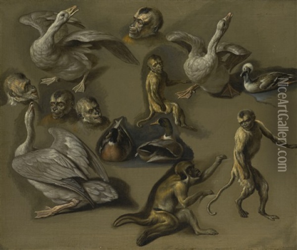 Studies Of Monkeys And Foul Oil Painting - Pieter Boel