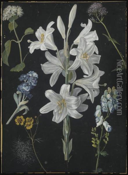 Une Branche De Lys Blancs Entouree De Fleurs Jaunes, Bleues Et Roses Oil Painting - Margaretha Barbara Dietzsch