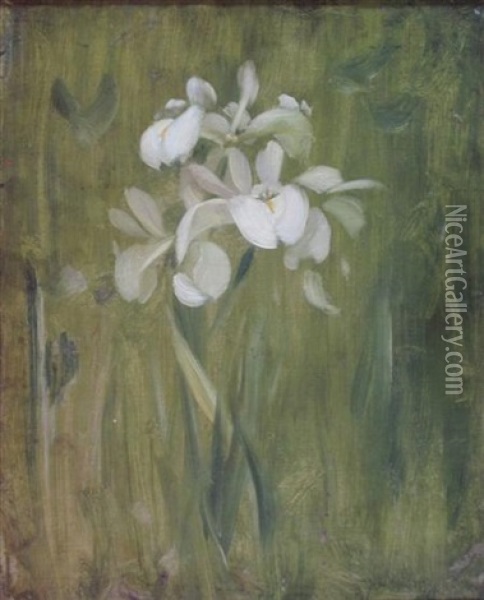 Irises Oil Painting - Stuart James Park