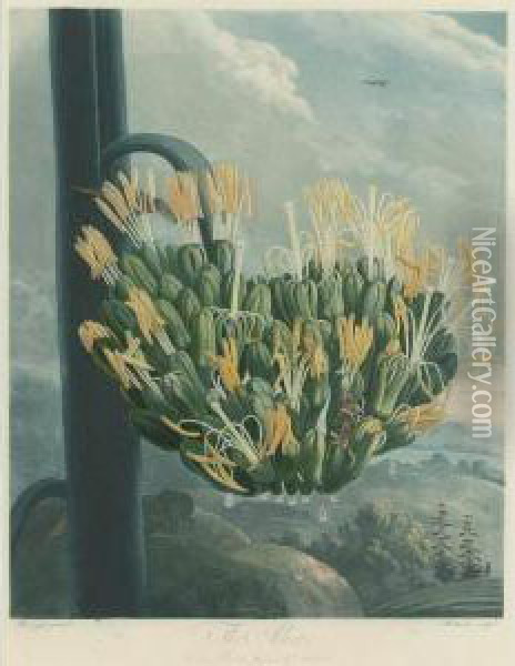 Temple Of Flora: The Aloe Oil Painting - Robert John, Dr. Thornton