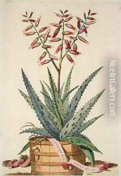 Aloe Vera Costa Spinosa from Phytographia Curiosa Oil Painting - Abraham Munting