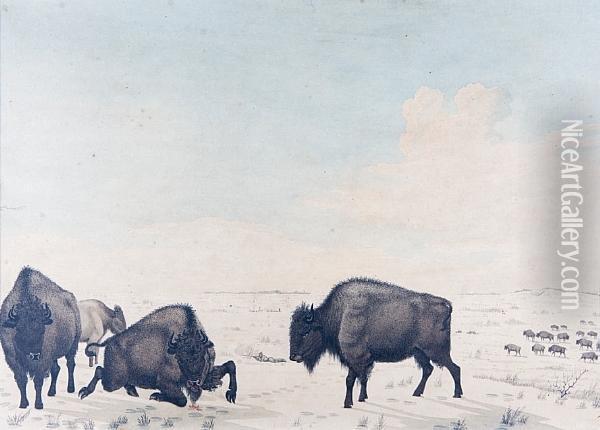 Indian Hunter Shooting At Bison Herd Oil Painting - Peter Rindisbacher