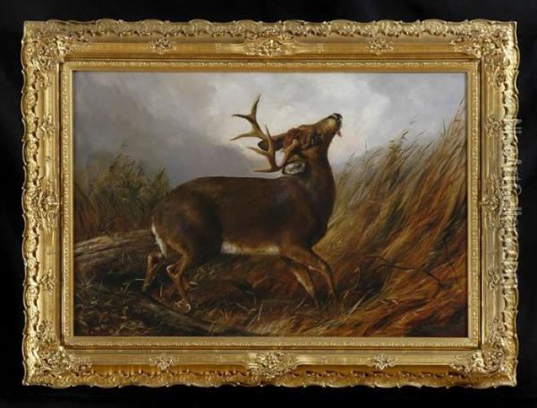 Wounded Stag Oil Painting - Arthur Fitzwilliam Tait