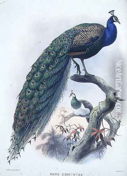 Pavo cristatus (Common Peafowl) plate 3 from Vol I of 'Monograph of Phasianide or Family of Pheasants', engraved by the artist and J. Smit, pub. by D.G. Elliot, 1872 Oil Painting - Joseph Wolf