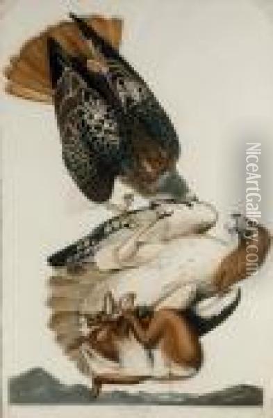 Red Tailed Hawk (plate 51) Oil Painting - Robert Ii Havell
