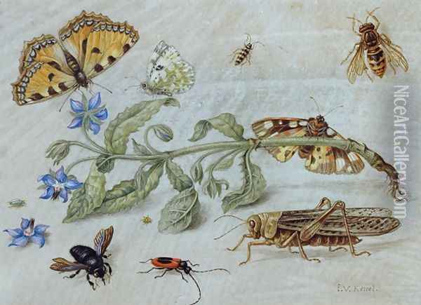 A Study of Insects Oil Painting - Jan van Kessel