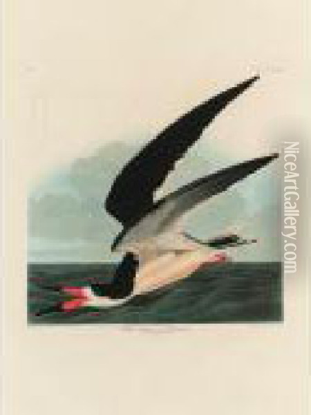 Black Skimmer Or Shearwater (plate Cccxxiii) Oil Painting - John James Audubon