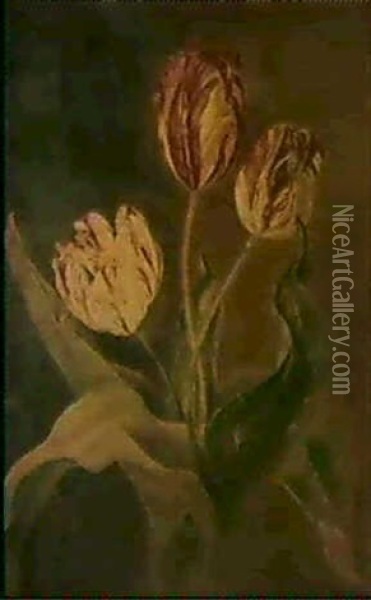 Trois Tulipes Coupees Oil Painting - Jan Frans Van Dael