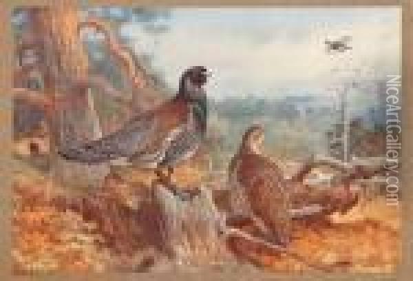 Game Birds And Wild-fowl Of Great Britain And Ireland Oil Painting - Archibald Thorburn