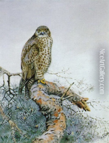 A Buzzard In A Scots Fir Oil Painting - George Edward Lodge