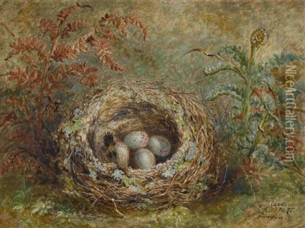Vogelnest Oil Painting - Albert Durer Lucas