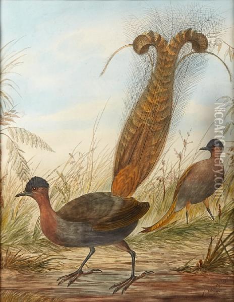 Lyre Bird Oil Painting - Neville Henry P. Cayley