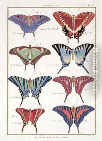 Butterflies from 'Histoire Naturelle des Insectes' 3 Oil Painting - Robert Benard