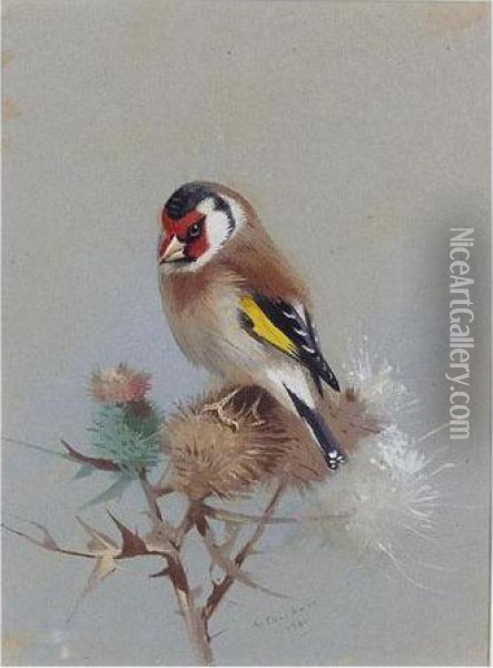 Goldfinch On Thistle Oil Painting - Archibald Thorburn