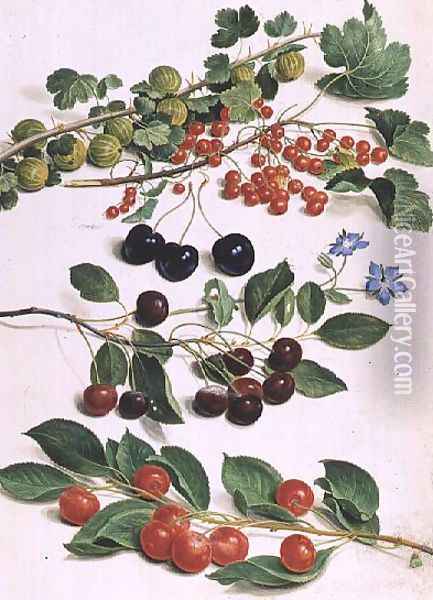 Gooseberries, Cherries and Redcurrants, 1661 Oil Painting - Johann Jakob Walther