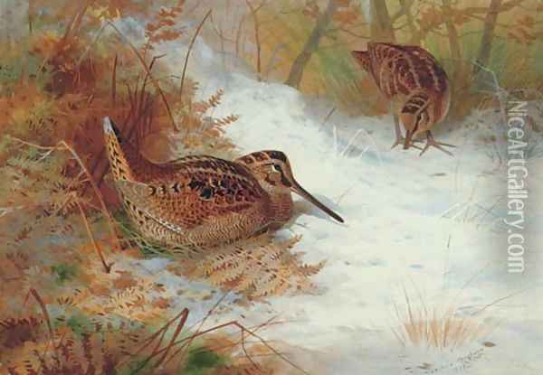 Woodcock in snow Oil Painting - Archibald Thorburn