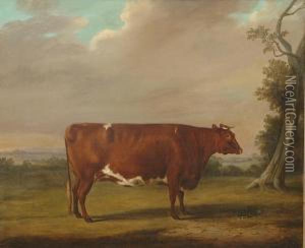 Portrait Of A Prize Bull In An Extensive Landscape Oil Painting - William Henry Davis