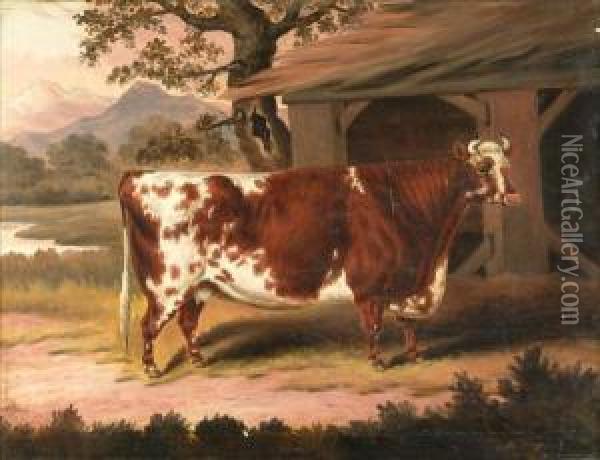 Study Of A Cow By A Stable Oil Painting - Samuel Spode
