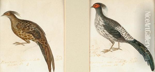 Asian Gamebirds Oil Painting - Heinrich Gotlieb L. Reichenbach
