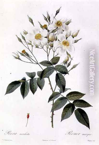 Rosa moschata or Musk Rose Oil Painting - Pierre-Joseph Redoute