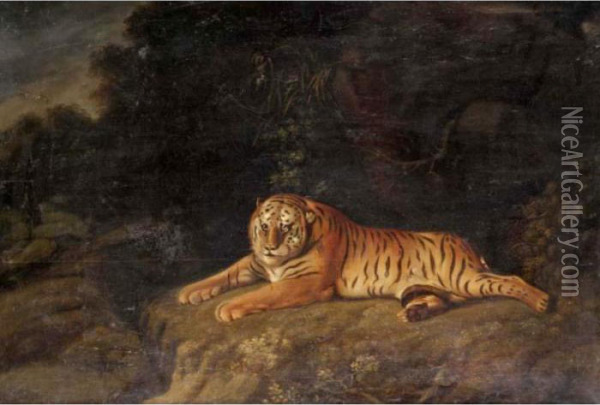 Tiger Oil Painting - George Romney