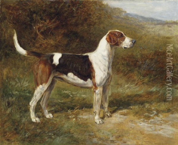 "sunshine," A Foxhound Of The Quorn Oil Painting - Heywood Hardy