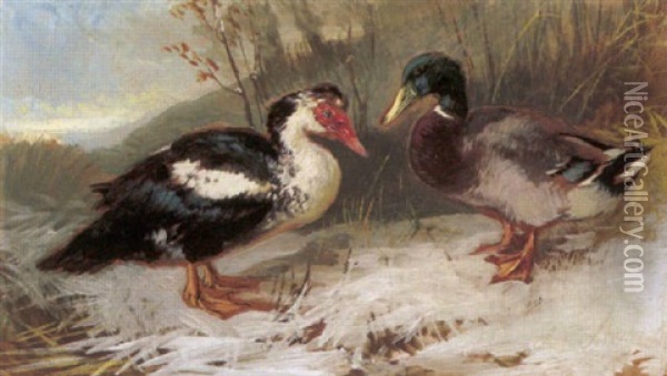 Zwei Enten Oil Painting - Julius Scheuerer